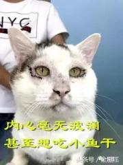 温江夫妻为流浪猫做了个手术 惊动大V、转发几万次！网友吵翻：温江简直是动物天堂-第2张-宠物相关-宝佳网