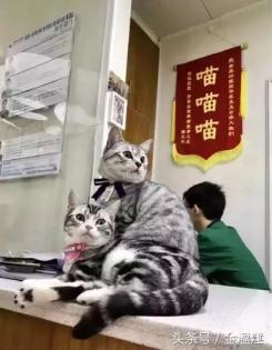 温江夫妻为流浪猫做了个手术 惊动大V、转发几万次！网友吵翻：温江简直是动物天堂-第5张-宠物相关-宝佳网