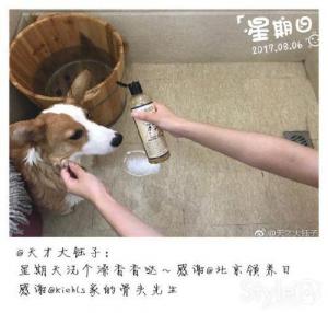 科颜氏 × 北京领养日——拥抱宠物，爱的传承-第3张-宠物相关-宝佳网