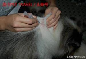 原创：宠物狗年幼时注射疫苗周期派川PET TRAVEL整理-第3张-宠物相关-宝佳网