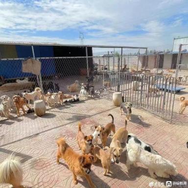 山东大姐办“暖心小院”收容300多只猫狗：每只都有名字，月伙食费1万多-第3张-宠物相关-宝佳网