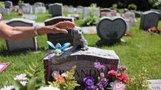 某男子开一宠物殡仪馆，让宠物能体面的离开-第4张-宠物相关-宝佳网