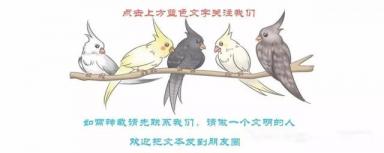 很多人都喜欢养这三种鹦鹉的原因-第1张-宠物相关-宝佳网