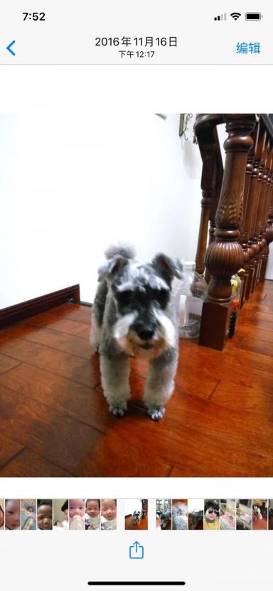 今天是我的宝贝狗狗有财去汪星两周年的生日-第13张-宠物相关-宝佳网