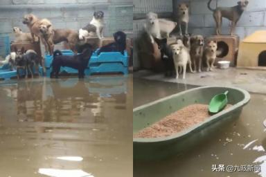 河南一流浪动物救助站被淹，400只狗被困，目前急缺狗粮和药物-第2张-宠物相关-宝佳网