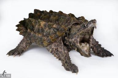 常见的家养宠物乌龟-第8张-宠物相关-宝佳网