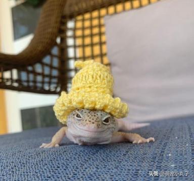 妈妈担心壁虎怕冷，还特意给它做了一顶帽子，也太可爱了-第3张-宠物相关-宝佳网