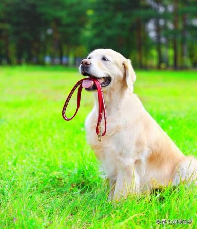 狗出行必备的工具——牵引绳，狗牵引绳是怎么套的-第4张-宠物相关-宝佳网