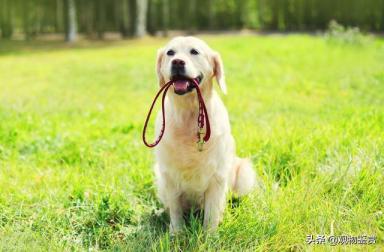 狗出行必备的工具——牵引绳，狗牵引绳是怎么套的-第5张-宠物相关-宝佳网