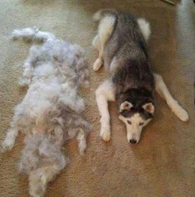 狗狗一时脱毛一时爽，一直脱毛可能是病！这些原因或使狗子变秃-第1张-宠物相关-宝佳网