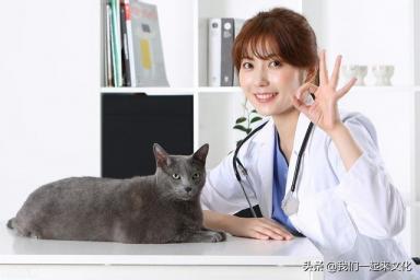 当宠物医生高考报考什么专业，这个专业的名称为动物医学专业-第1张-宠物相关-宝佳网