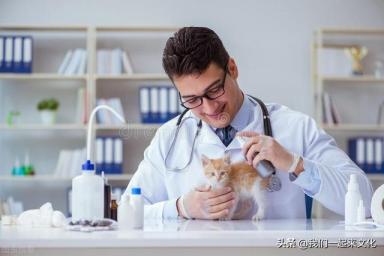 当宠物医生高考报考什么专业，这个专业的名称为动物医学专业-第2张-宠物相关-宝佳网