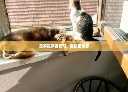 改善暹罗猫恶习，训练很重要 -第1张-猫咪训练-宝佳网