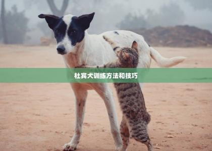 杜宾犬训练方法和技巧 -第1张-狗狗训练-宝佳网