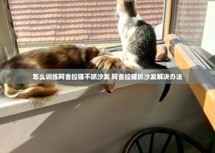 怎么训练阿舍拉猫不抓沙发 阿舍拉猫抓沙发解决办法 -第1张-猫咪训练-宝佳网