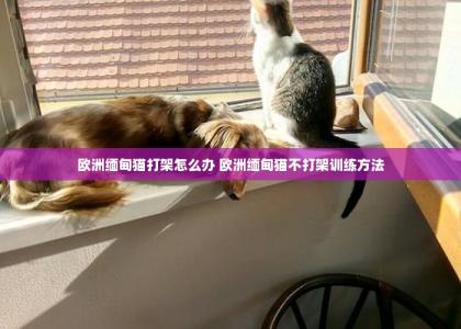 欧洲缅甸猫打架怎么办 欧洲缅甸猫不打架训练方法 -第1张-猫咪训练-宝佳网