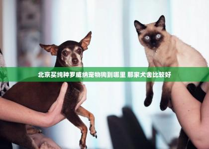 北京买纯种罗威纳宠物狗到哪里 那家犬舍比较好-第1张-宠物相关-宝佳网