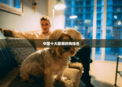 中国十大聪明的狗排名-第1张-宠物相关-宝佳网