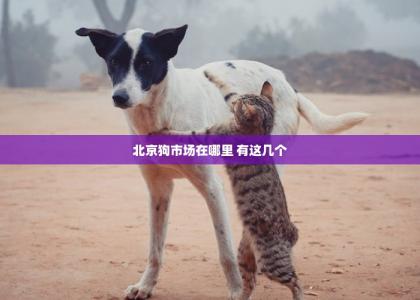 北京狗市场在哪里 有这几个-第1张-宠物相关-宝佳网