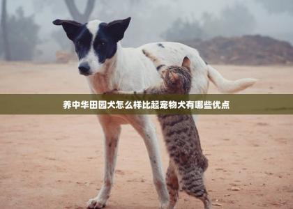 养中华田园犬怎么样比起宠物犬有哪些优点-第1张-宠物相关-宝佳网