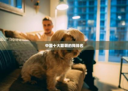 中国十大聪明的狗排名-第1张-宠物相关-宝佳网