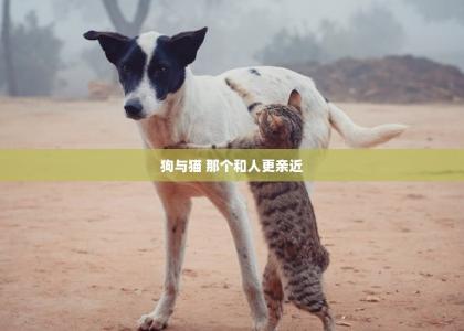 狗与猫 那个和人更亲近-第1张-宠物相关-宝佳网