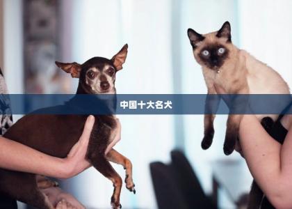 中国十大名犬-第1张-宠物相关-宝佳网