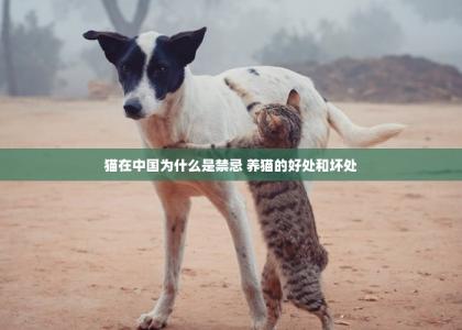 猫在中国为什么是禁忌 养猫的好处和坏处-第1张-宠物相关-宝佳网