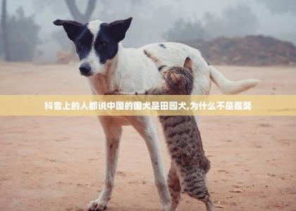 抖音上的人都说中国的国犬是田园犬,为什么不是藏獒-第1张-宠物相关-宝佳网
