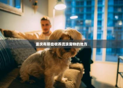 重庆有那些收养流浪宠物的地方-第1张-宠物相关-宝佳网