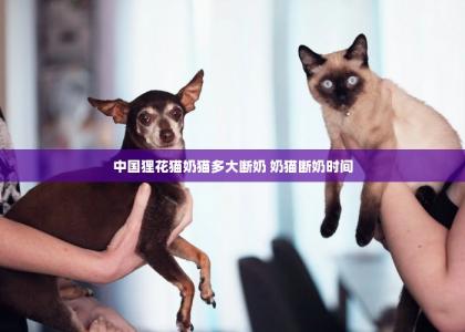 中国狸花猫奶猫多大断奶 奶猫断奶时间 -第1张-猫咪孕事-宝佳网