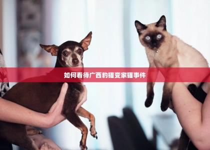 如何看待广西豹猫变家猫事件-第1张-宠物相关-宝佳网
