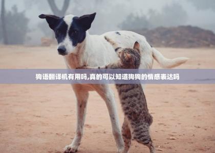 狗语翻译机有用吗,真的可以知道狗狗的情感表达吗-第1张-宠物相关-宝佳网