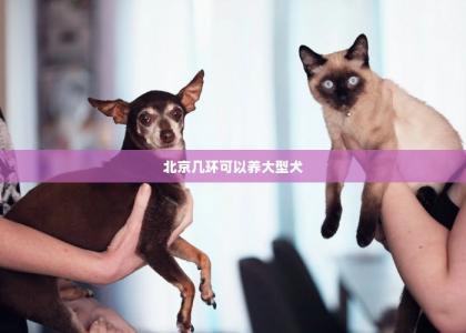 北京几环可以养大型犬 -第1张-狗狗饲养护理-宝佳网