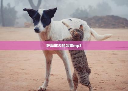 萨摩耶犬的叫声mp3 -第1张-狗狗医疗-宝佳网