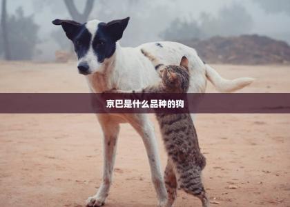 京巴是什么品种的狗 -第1张-狗狗医疗-宝佳网