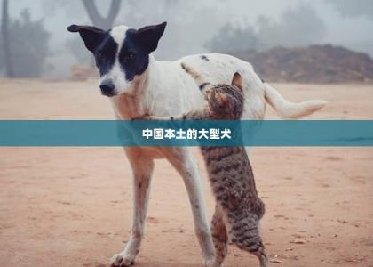 中国本土的大型犬 -第1张-狗狗医疗-宝佳网