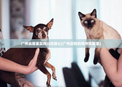 广州去哪里买狗比较放心(广州买狗的狗市在哪里) -第1张-买狗百科-宝佳网