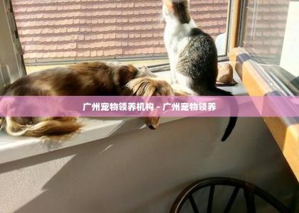 广州宠物领养机构 - 广州宠物领养 -第1张-买狗百科-宝佳网