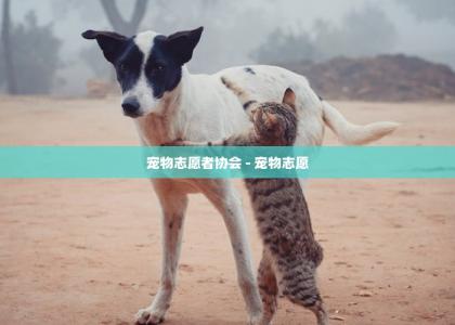 宠物志愿者协会 - 宠物志愿 -第1张-买狗百科-宝佳网