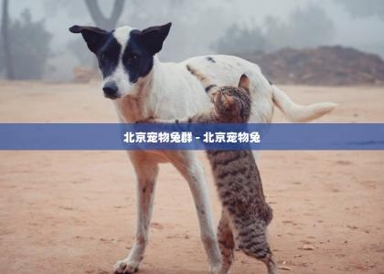 北京宠物兔群 - 北京宠物兔 -第1张-买狗百科-宝佳网