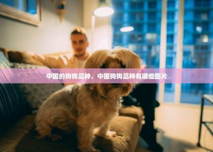 中国的狗狗品种，中国狗狗品种有哪些图片-第1张-狗狗相关-宝佳网