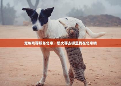 宠物殡葬服务北京，想火葬去哪里我在北京哦-第1张-狗狗相关-宝佳网