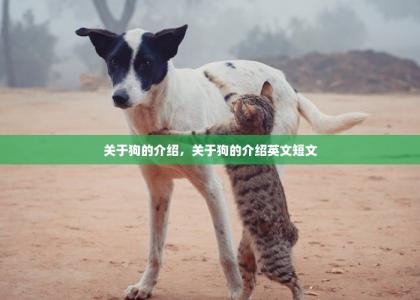 关于狗的介绍，关于狗的介绍英文短文-第1张-狗狗相关-宝佳网