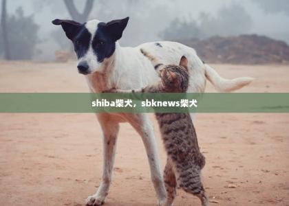shiba柴犬，sbknews柴犬-第1张-狗狗相关-宝佳网
