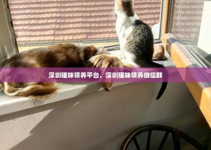 深圳猫咪领养平台，深圳猫咪领养微信群-第1张-狗狗相关-宝佳网