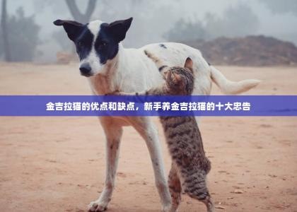 金吉拉猫的优点和缺点，新手养金吉拉猫的十大忠告-第1张-狗狗相关-宝佳网
