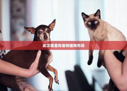 武汉哪里有宠物猫狗市场 -第1张-狗狗百科-宝佳网