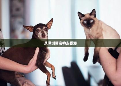 从深圳带宠物去香港 -第1张-狗狗百科-宝佳网