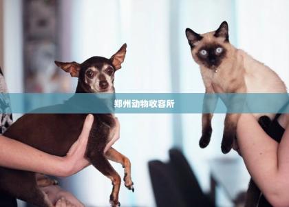 郑州动物收容所 -第1张-狗狗百科-宝佳网